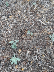 Scutellaria sapphirina