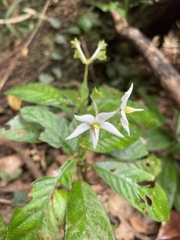 Argostemma solaniflorum