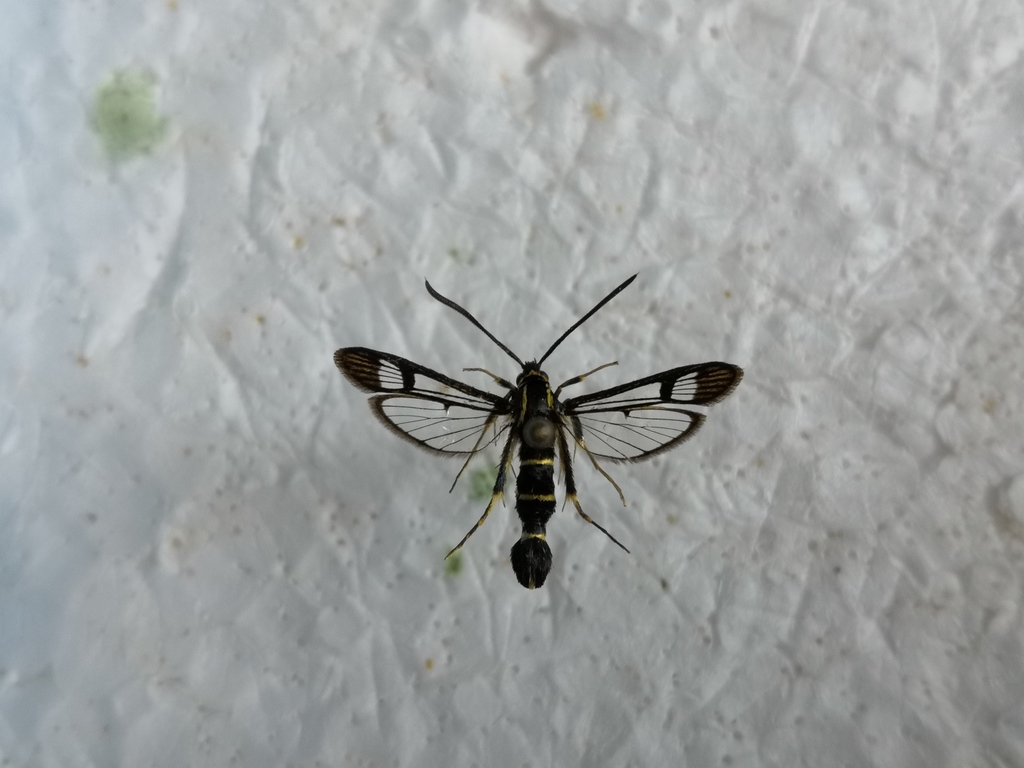 Synanthedon cephiformis