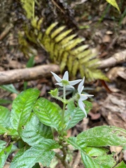 Argostemma solaniflorum