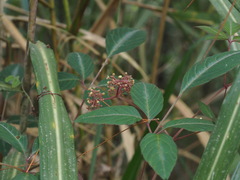 Pseudocayratia pengiana