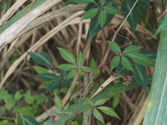 Pseudocayratia pengiana
