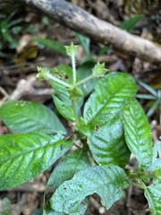 Argostemma solaniflorum