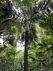 Pinanga tashiroi