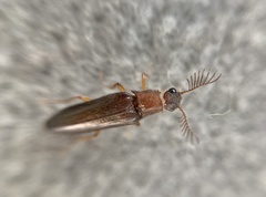 Cebrioninae