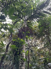 Pinanga tashiroi