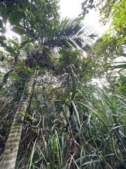 Pinanga tashiroi