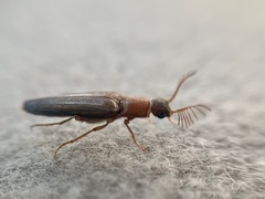 Cebrioninae