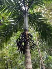 Pinanga tashiroi