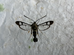 Synanthedon cephiformis