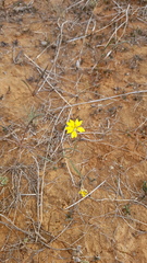 Goodenia fascicularis