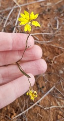 Goodenia fascicularis