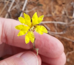 Goodenia fascicularis