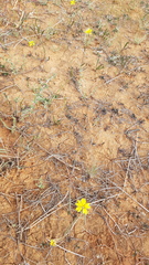 Goodenia fascicularis