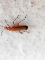 Rhagonycha fulva