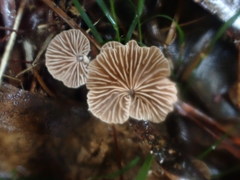 Marasmiellus affixus