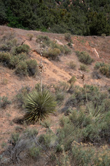 Yucca utahensis