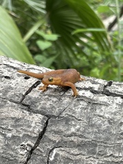 Taricha torosa