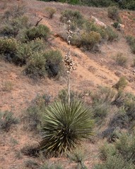 Yucca utahensis