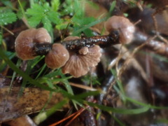 Marasmiellus affixus