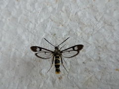 Synanthedon cephiformis