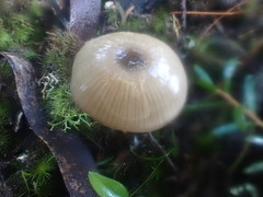 Entoloma albidocoeruleum