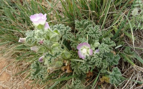 Representative image of Malva lusitanica pallescens