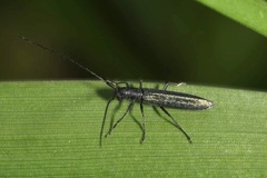 Theophilea subcylindricollis