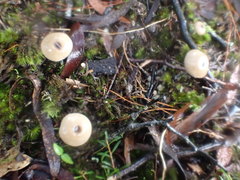 Entoloma albidocoeruleum