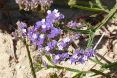 Limonium sinuatum