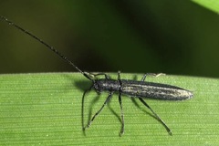 Theophilea subcylindricollis