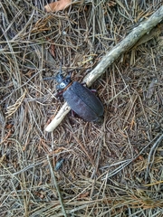 Acanthinodera cumingii