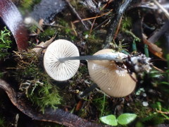 Entoloma albidocoeruleum