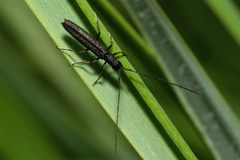 Theophilea subcylindricollis