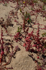 Rumex pictus