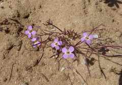 Maresia pulchella