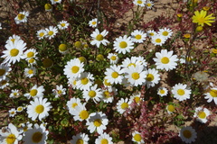 Anthemis leucanthemifolia