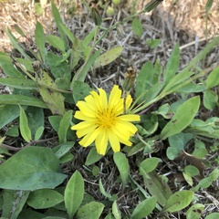 Taraxacum mongolicum