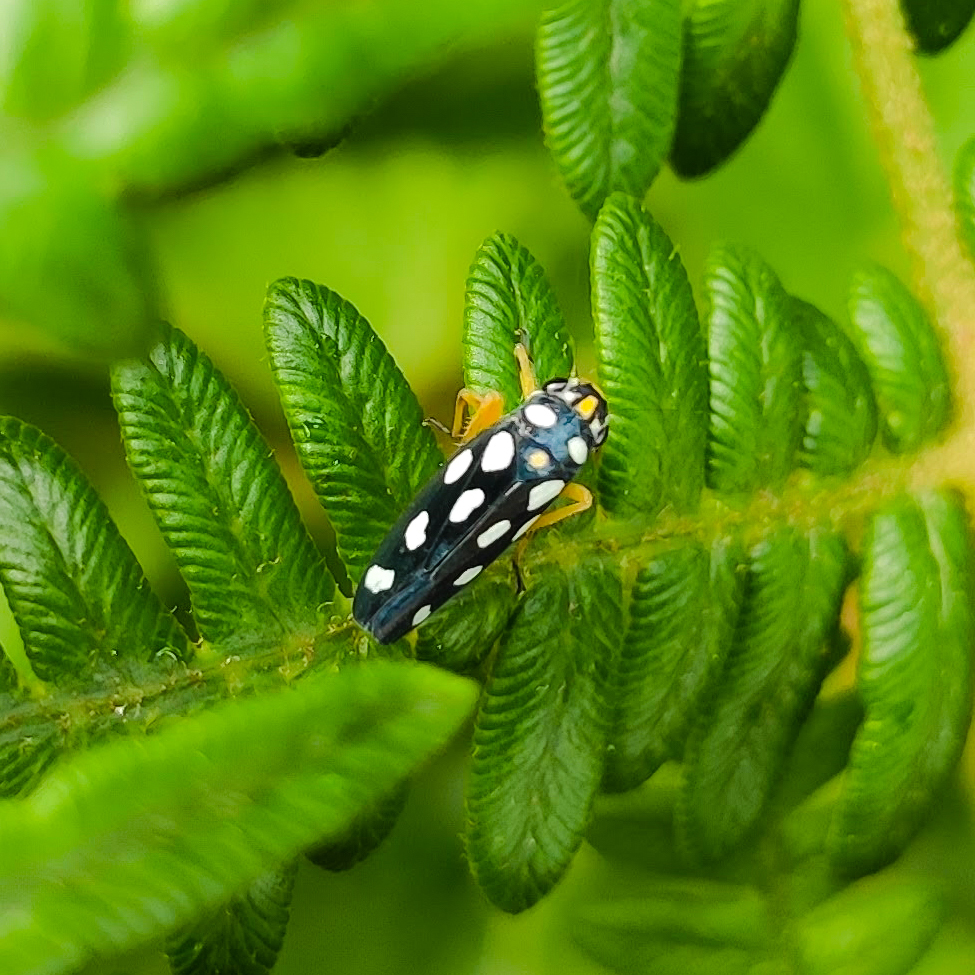 Cicadellidae image