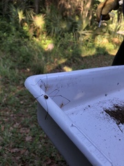 Leiobunum bimaculatum