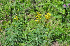 Thermopsis gracilis