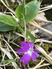 Primula clusiana