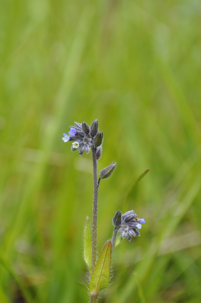Myosotis discolor