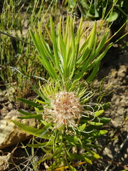 Leucospermum lineare