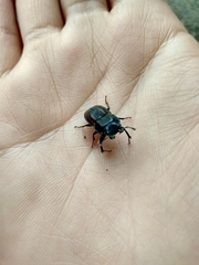 Erichius vittatus vittatus