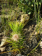 Leucospermum lineare
