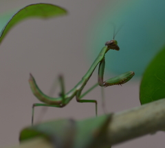 Notomantis brunneriana