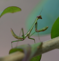 Notomantis brunneriana