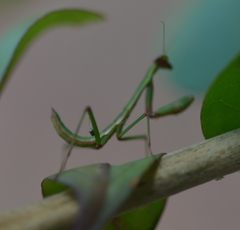Notomantis brunneriana