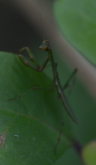 Notomantis brunneriana